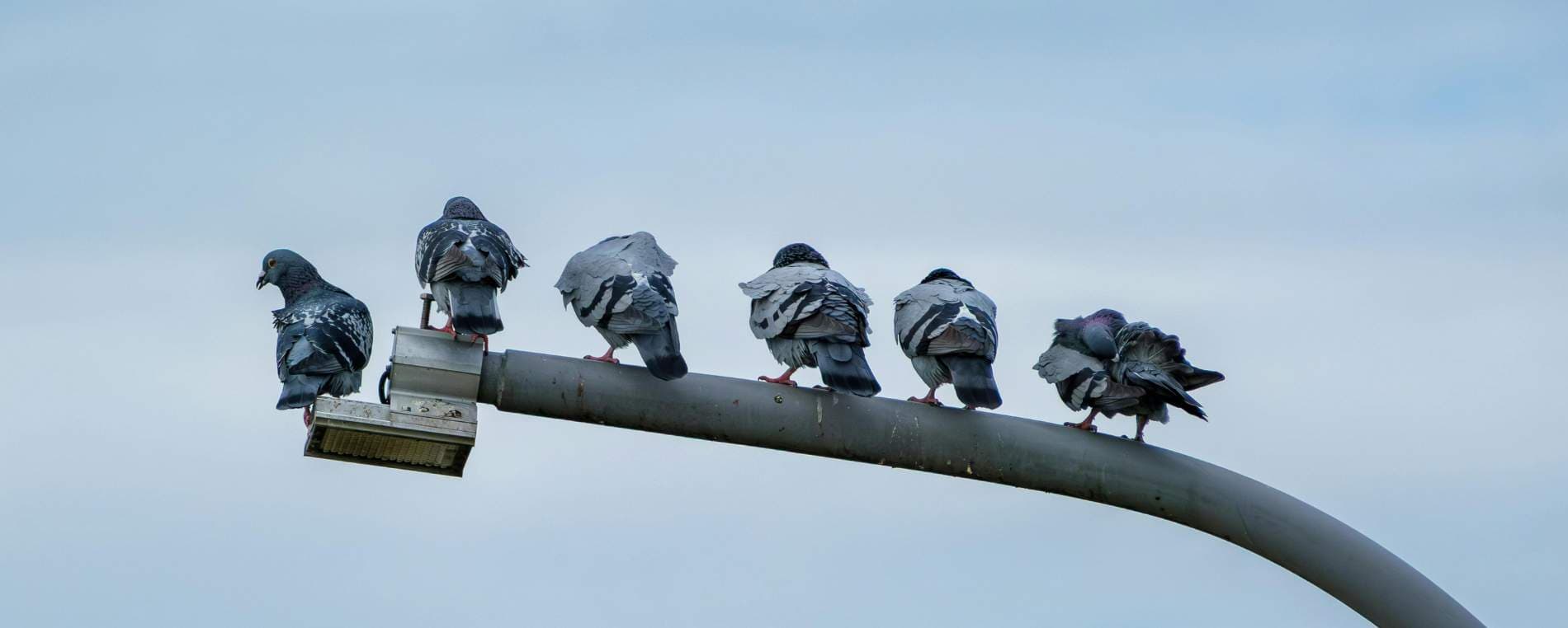 Pigeon Control