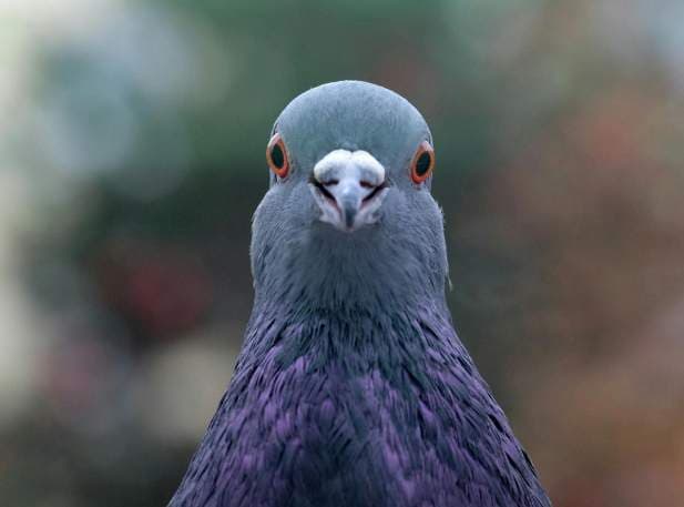 Reducing Pigeon Damage to Buildings and Structures