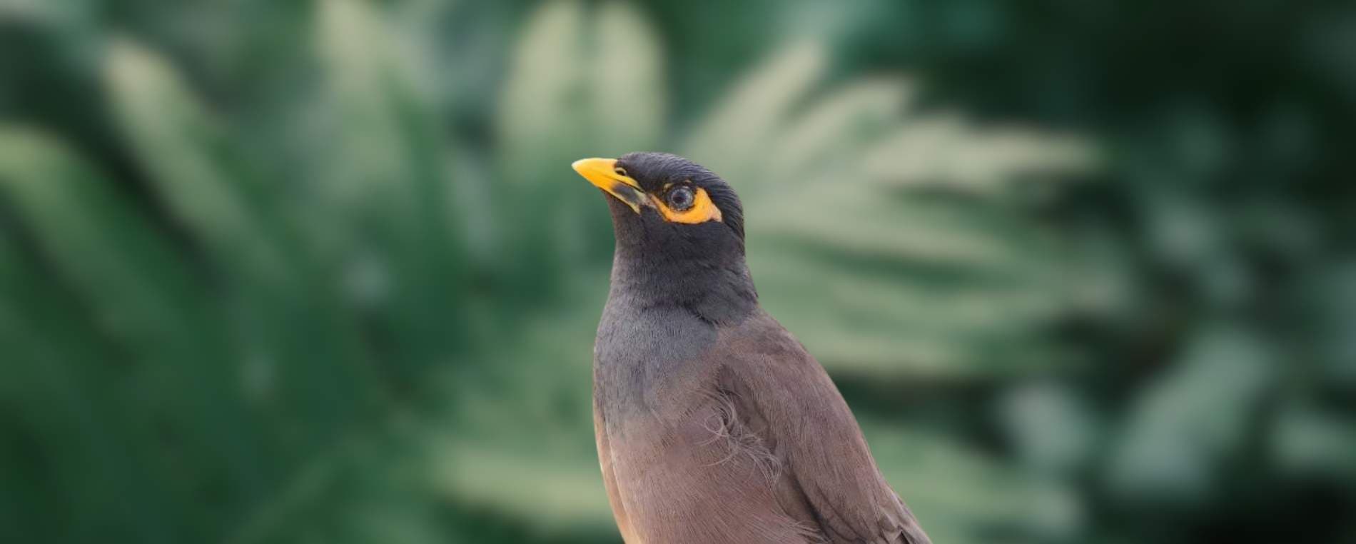 Myna Control