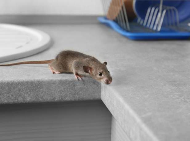 Stop Mice Before They Multiply