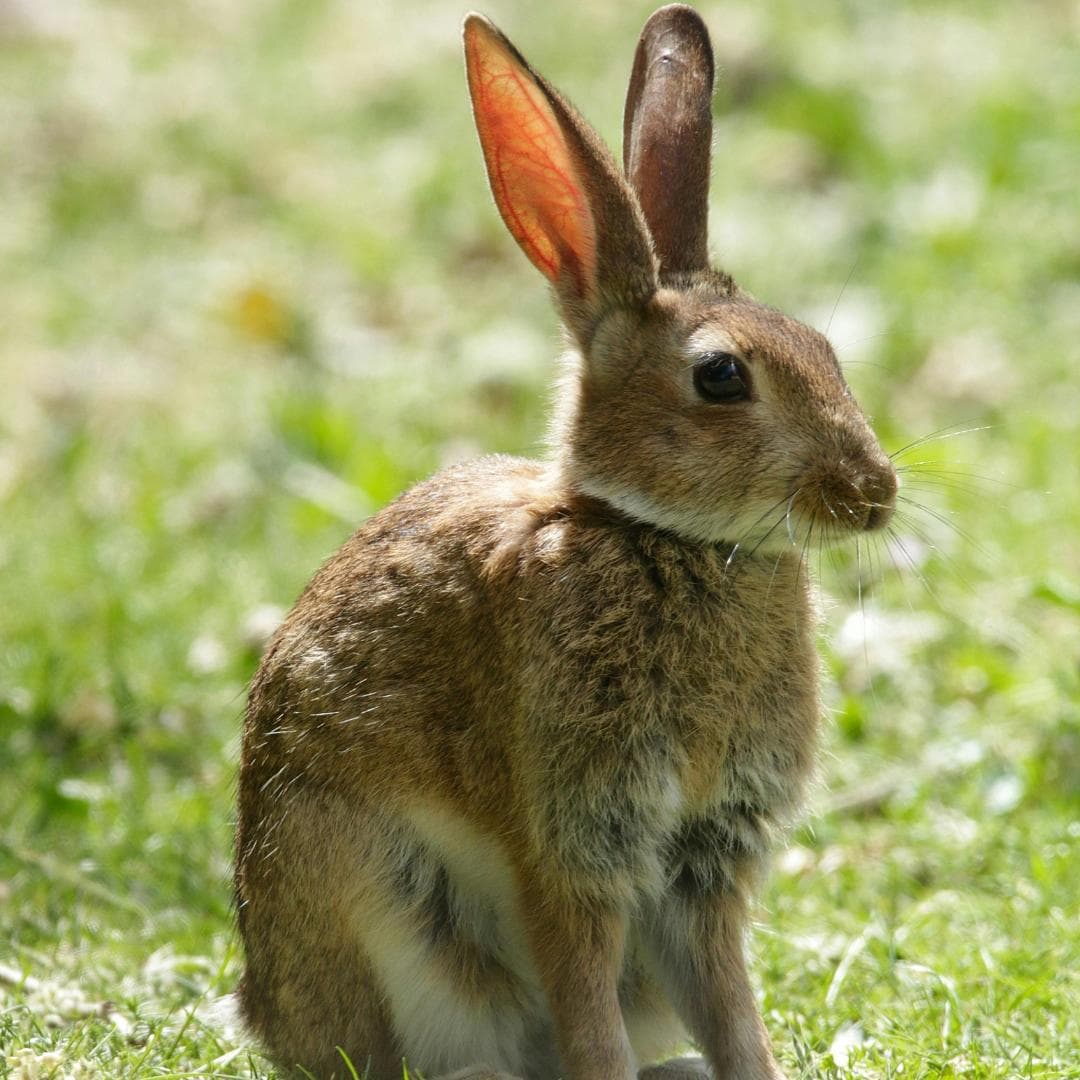 Comprehensive Control for Ongoing Rural Pest Challenges