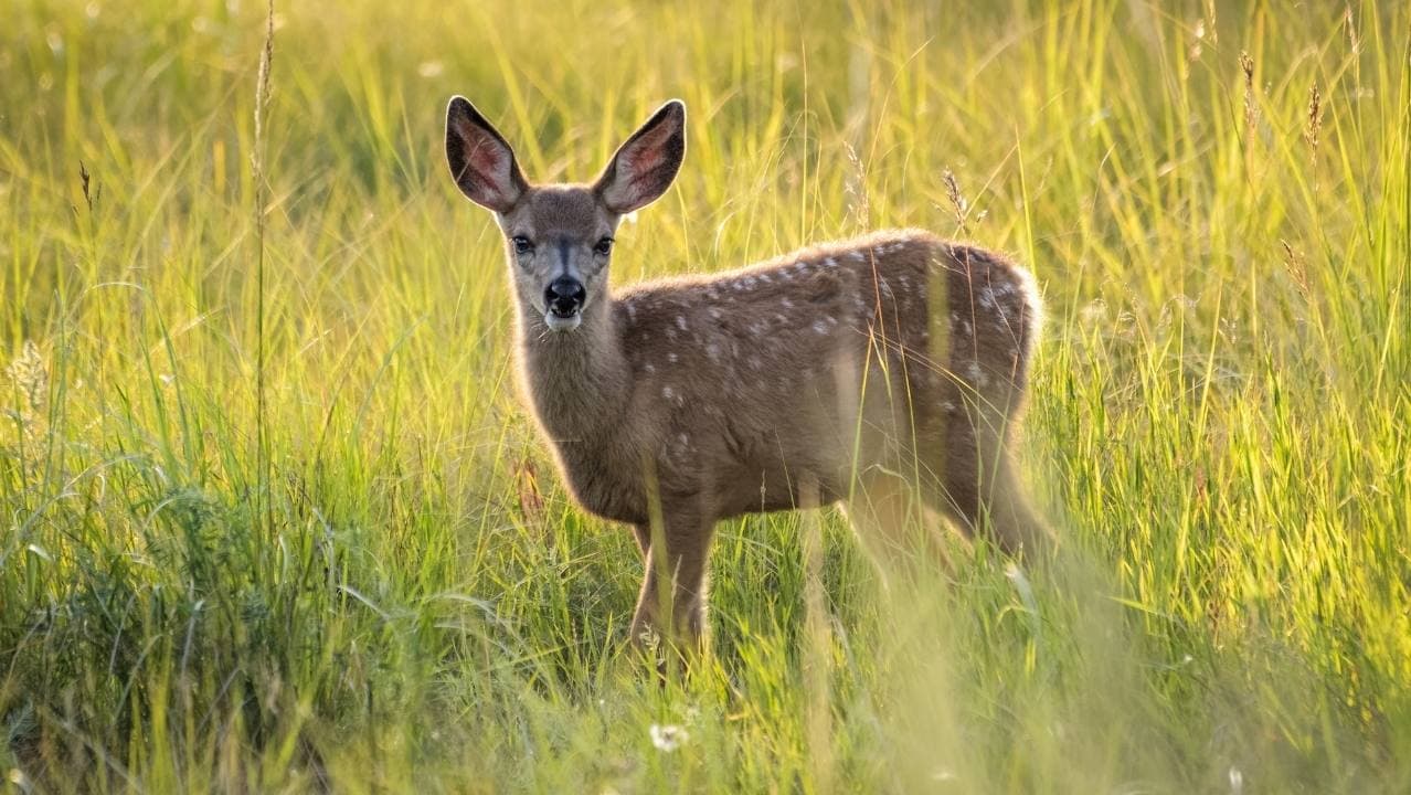 Deer Control