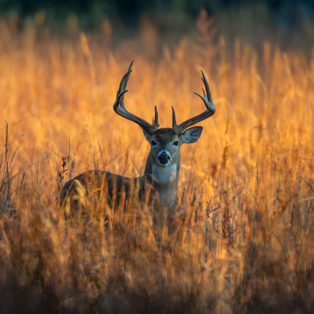 Managing Deer Pressure on Land and Crops
