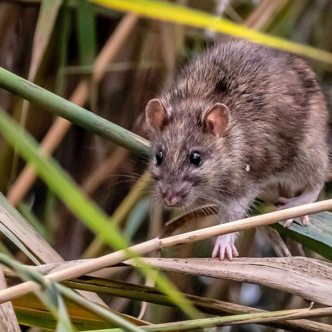 Pest Control for Large and Complex Landscapes