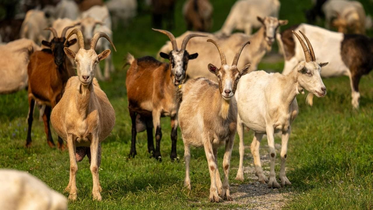 Goat Control