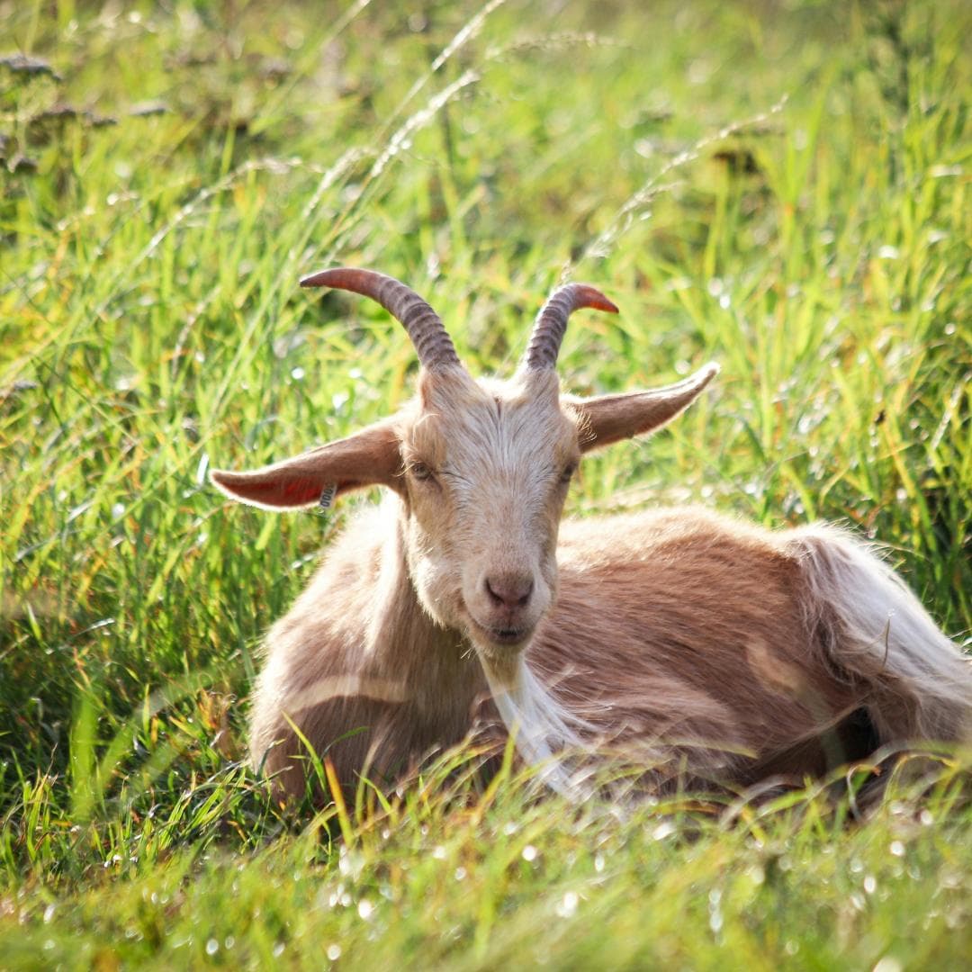 Reducing Goat Impact on Land and Vegetation