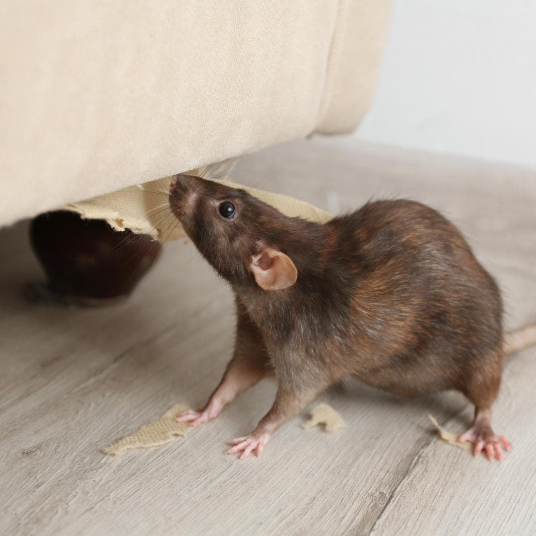 Managing Pests in Sensitive Built Environments