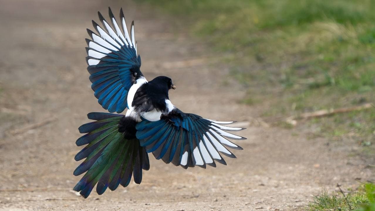 Magpie Control
