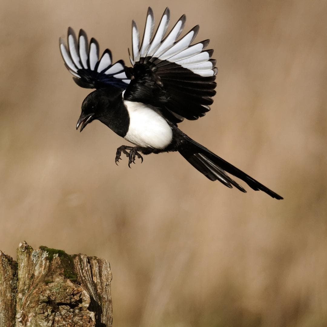 Managing Aggressive and Territorial Magpies