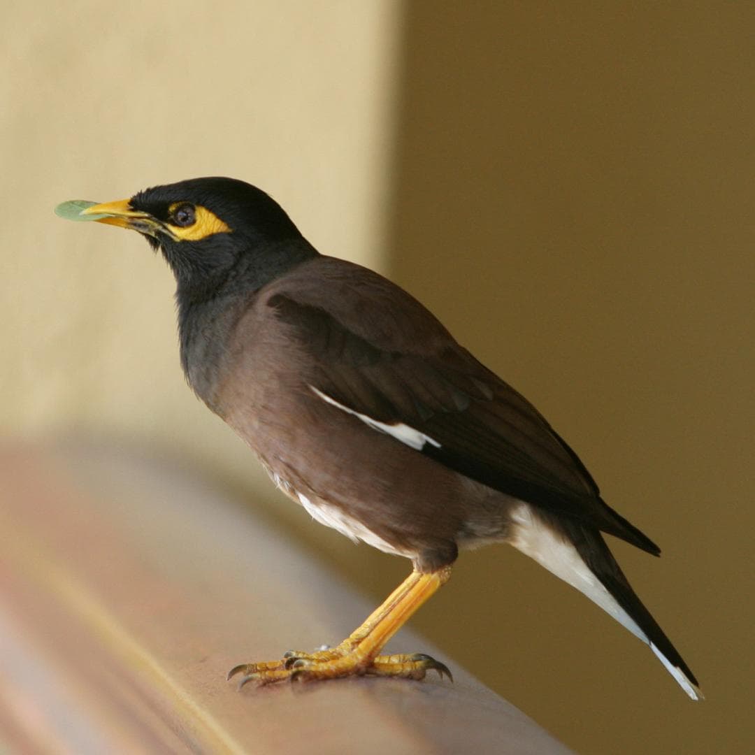 Controlling an Invasive Bird Species