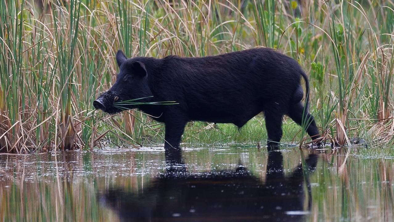 Feral Pig Control