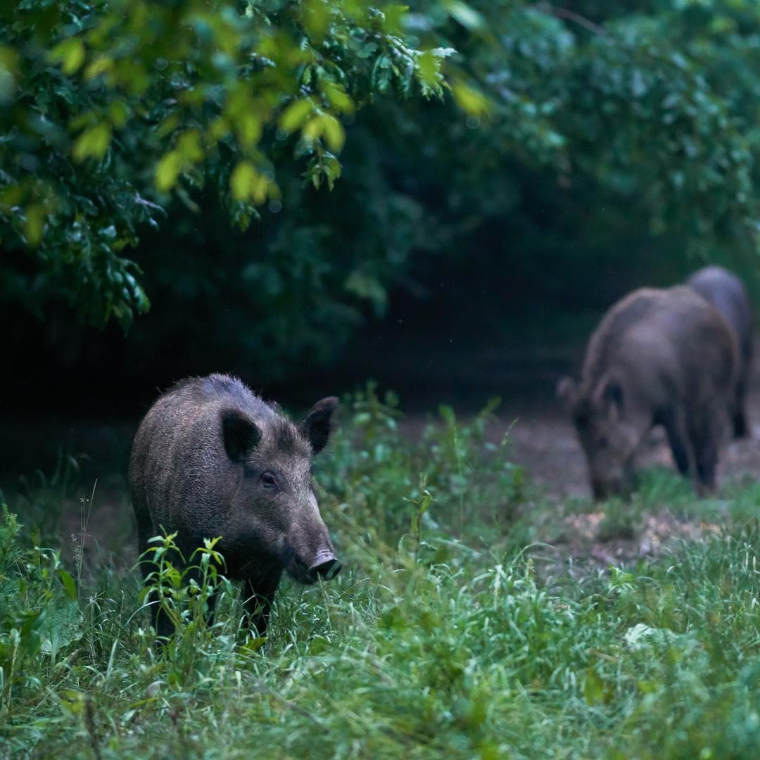 Managing Feral Pig Damage at Scale