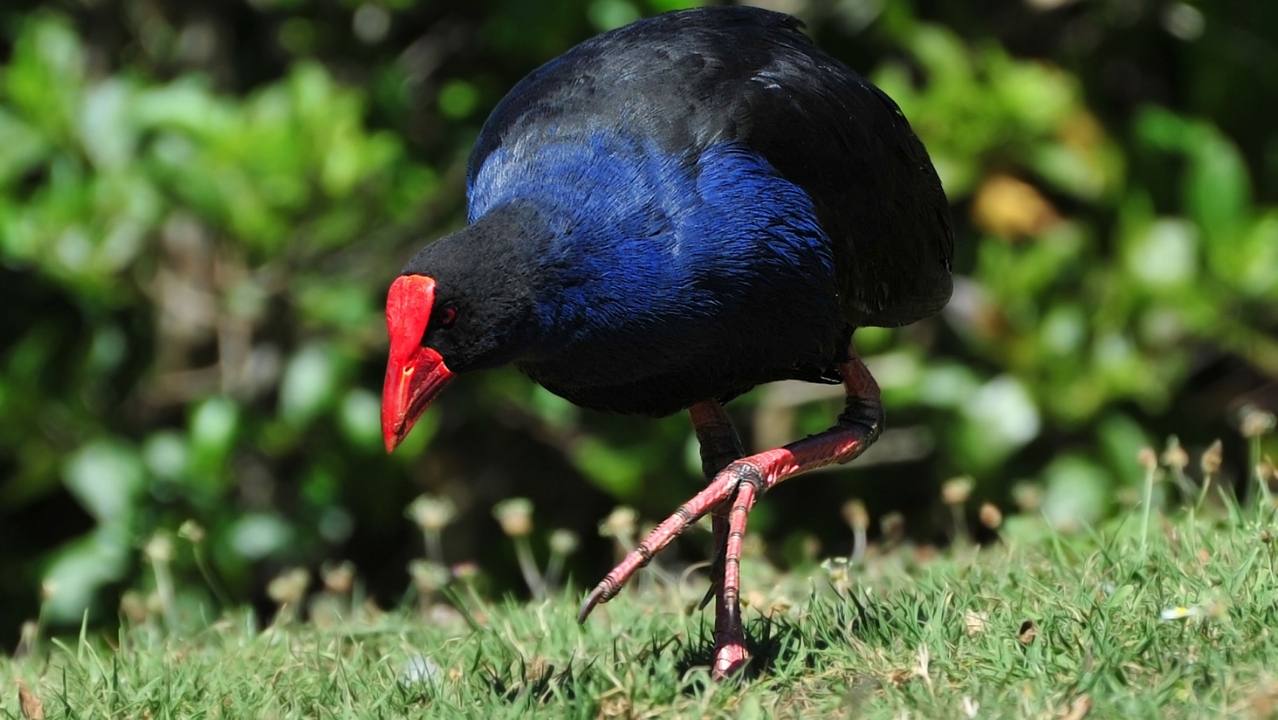 Pukeko Control