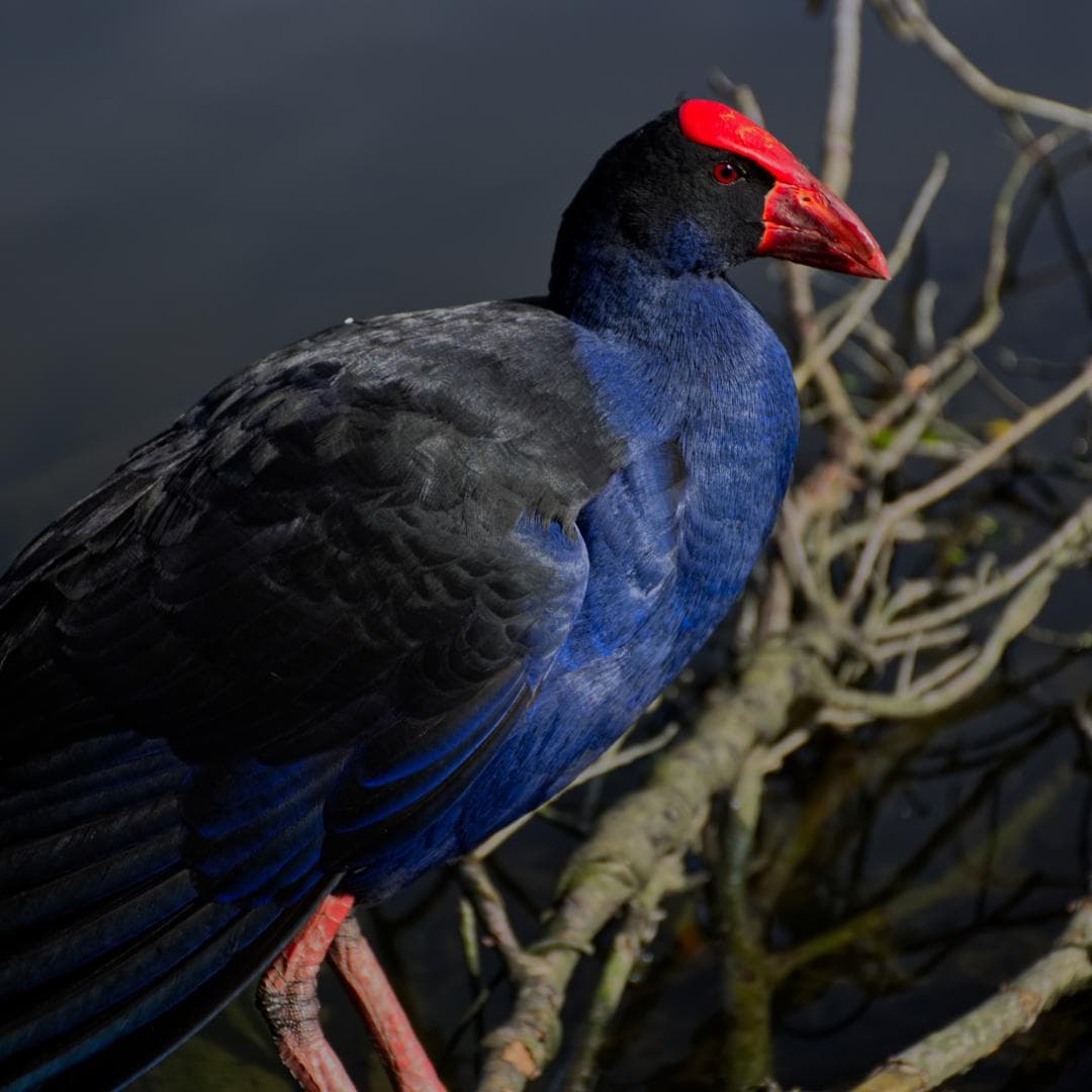 Managing Pukeko Impact on Productive Land