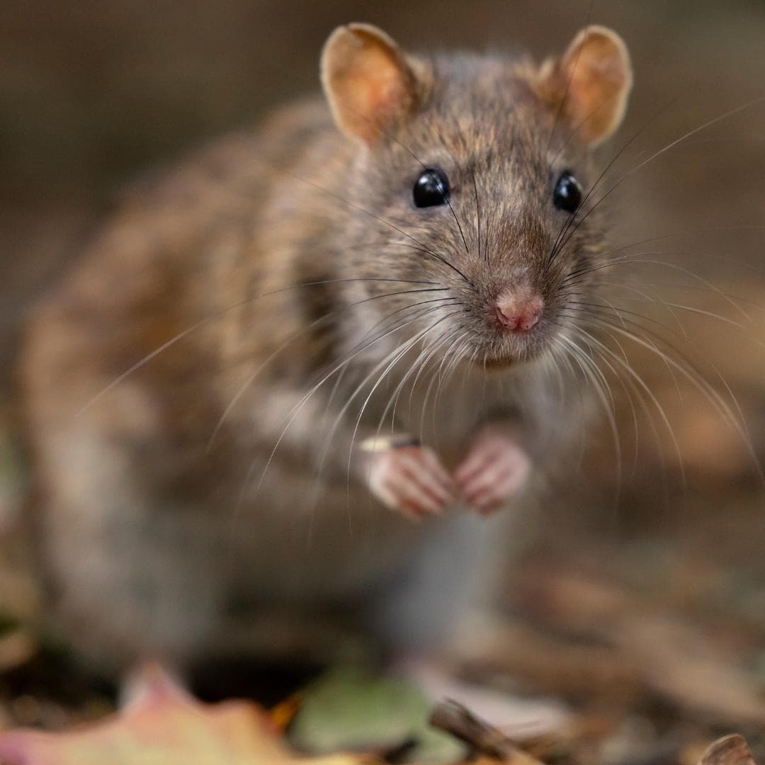 Controlling Rats Without Compromising Safety