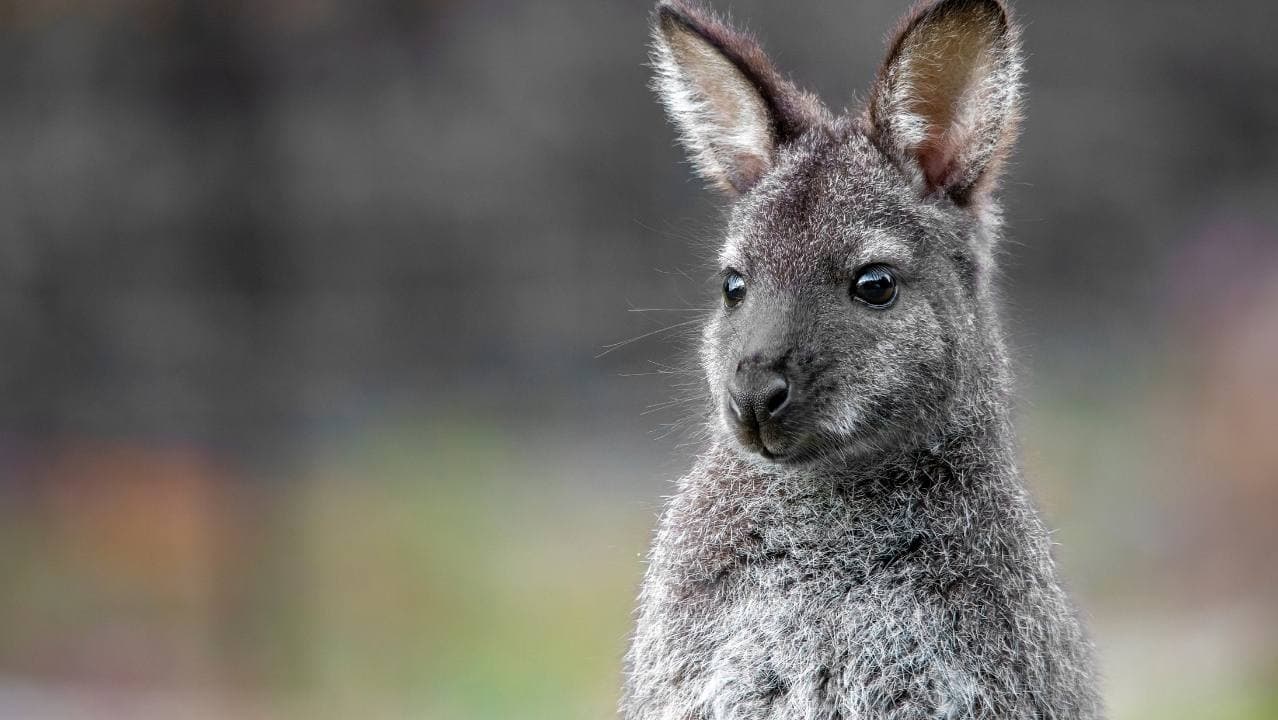 Additional Pest Control Coverage